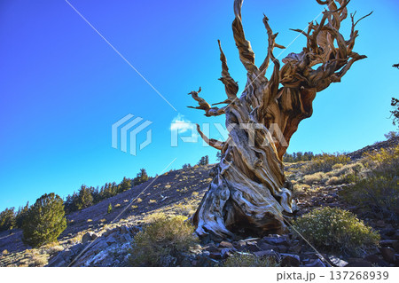Ancient Bristlecone Pine Tree in White Mountain Wilderness with Clear Blue Sky California 137268939