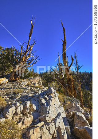 Ancient Bristlecone Pine Trees and Rocky Slope Under Deep Blue Sky in Mountain Wilderness 137268968