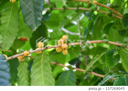 コーヒーノキ　Coffee tree 137269045