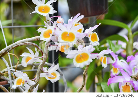 デンドロビウム 「ポリアンツム」　Dendrobium 'Polyanthum' 137269046