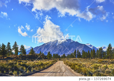 Dirt Road Leading to Snow Capped Mountain and Pine Trees Under Blue Sky 137269074