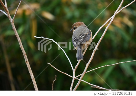 百舌鳥（モズ）・獲物を串刺しにする習性「モズの早贄」（はやにえ） 137269135