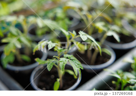 Young green seedlings growing in small pots indoors Young green seedlings growing in small pots indoors 137269168