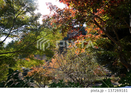 偕楽園もみじ谷の紅葉　2025-11-8　＃14 137269181