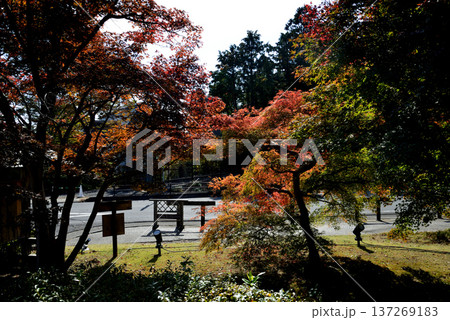 偕楽園もみじ谷の紅葉　2025-11-8　＃16 137269183