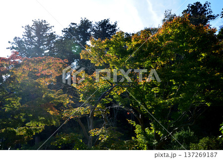 偕楽園もみじ谷の紅葉 2025-11-8 #19 偕楽園もみじ谷の紅葉 2025-11-8 #19 137269187