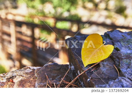 Yellow Heart Shaped Leaf on Rock with Blurred Bridge in Autumn Forest Yellow Heart Shaped Leaf on Rock with Blurred Bridge in Autumn Forest 137269204