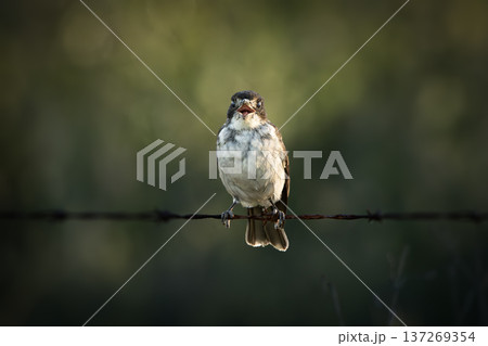 Grey Butcherbird or Cracticus torquatus 137269354