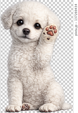 Waving Bichon Frise Puppy Cute Dog Illustration 137269434