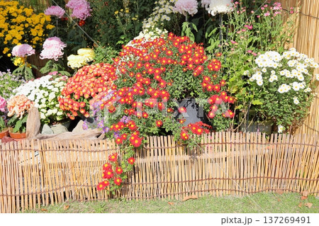 菊花展 小菊 懸崖仕立て 菊花展 小菊 懸崖仕立て 137269491