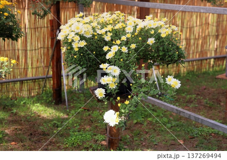 菊花展 小菊 懸崖仕立て 菊花展 小菊 懸崖仕立て 137269494