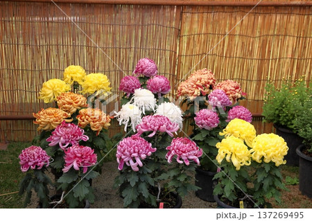 菊花展　大菊　華やか 137269495