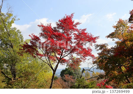 鮮やか カエデ紅葉 鮮やか カエデ紅葉 137269499