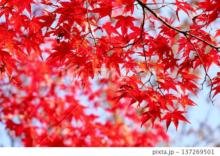 鮮やか　カエデ紅葉 137269501