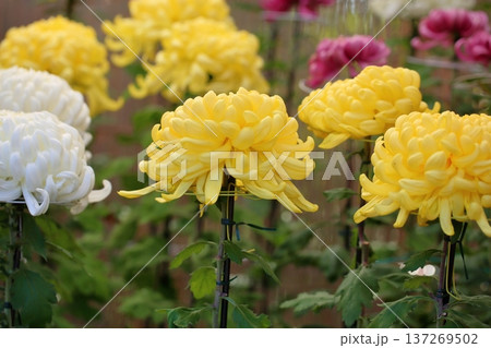 菊花展 大菊 華やか 菊花展 大菊 華やか 137269502
