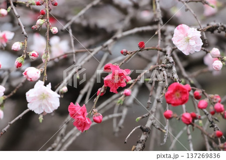 源平枝垂れ桃（ゲンペイシダレモモ） 137269836