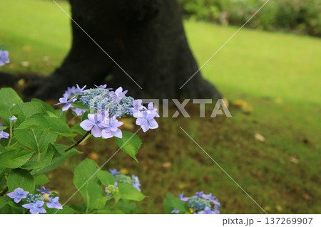 梅雨の花 アジサイ 257 梅雨の花 アジサイ 257 137269907