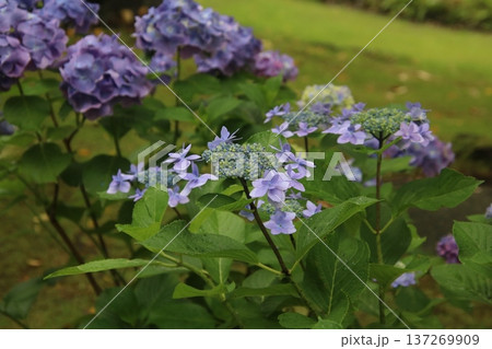 梅雨の花 アジサイ 259 137269909