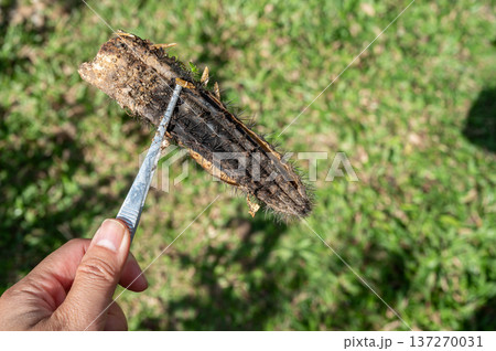 Someone hand using forceps for holding a part of rotten cactus. Cactus rot is one of the main causes of cactus death from fungal and bacterial diseases attack. Someone hand using forceps for holding a part of rotten cactus. Cactus rot is one of the main causes of cactus death from fungal and bacterial diseases attack. 137270031