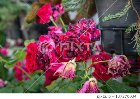 Red roses flower having sunburn damaged. Rose flowers get sunburned due to being exposed to too much sunlight which makes them vulnerable to fire. 137270034