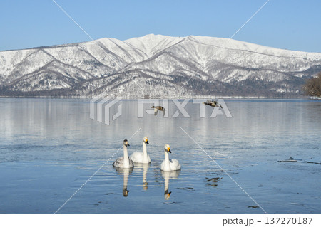 凍る屈斜路湖とハクチョウ 凍る屈斜路湖とハクチョウ 137270187