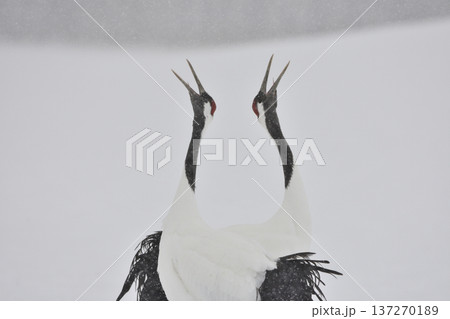 ペアの鳴き合い 137270189
