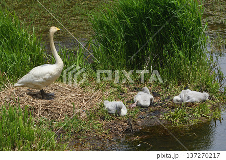 苫小牧で繁殖するハクチョウ 苫小牧で繁殖するハクチョウ 137270217