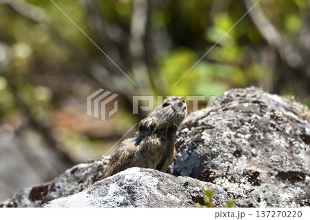 吠えるナキウサギ 137270220