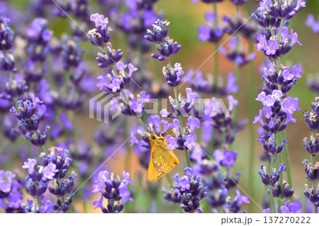 ライラックにとまるセセリチョウ ライラックにとまるセセリチョウ 137270222