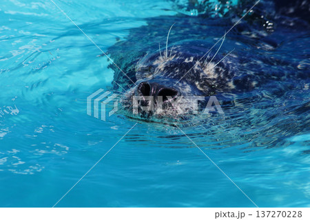 鼻の穴を広げたアザラシ 137270228
