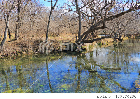 早春の安曇野　大王わさび農場の清流 137270236