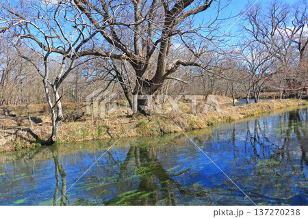 早春の安曇野　大王わさび農場の清流 137270238