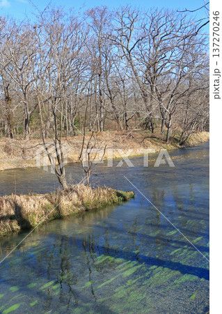 早春の安曇野　大王わさび農場の清流 137270246