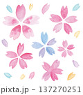 水彩手描きのカラフルな桜と花びらのイラスト 137270251