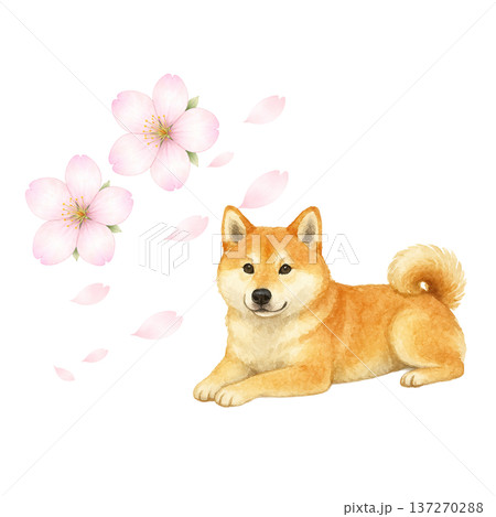 柴犬と春の花 水彩イラスト 犬イラスト 春素材 ナチュラル動物素材 137270288