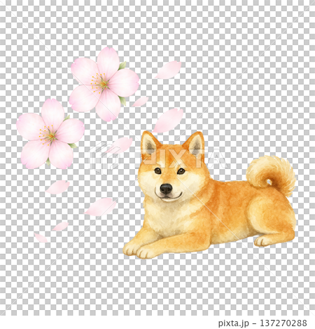 柴犬と春の花 水彩イラスト 犬イラスト 春素材 ナチュラル動物素材 137270288