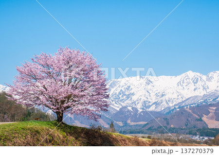 野平の一本桜 137270379