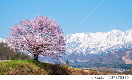 野平の一本桜 137270380