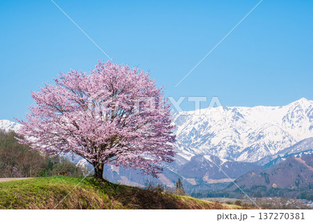 野平の一本桜 137270381