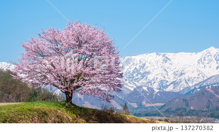野平の一本桜 野平の一本桜 137270382