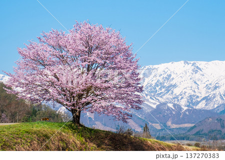 野平の一本桜 137270383