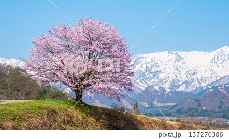 野平の一本桜 137270386