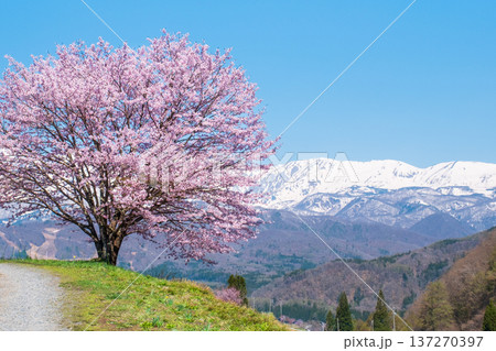 野平の一本桜 137270397