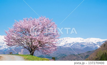 野平の一本桜 野平の一本桜 137270400