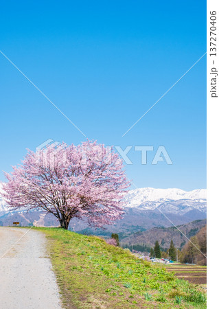野平の一本桜 137270406