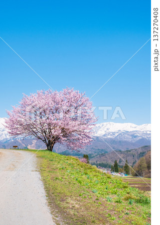 野平の一本桜 137270408