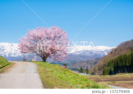 野平の一本桜 137270409