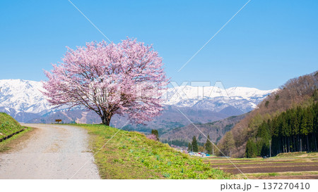 野平の一本桜 137270410