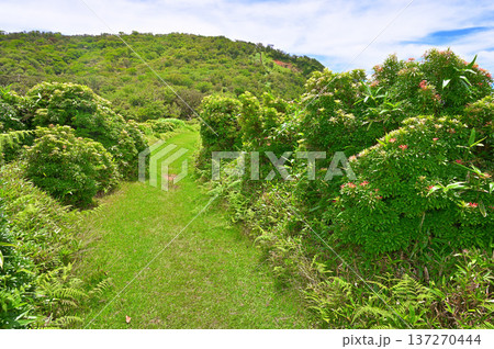 伊豆半島の伊豆山稜線歩道 小達磨山の夏 アセビの緑の山道 伊豆半島の伊豆山稜線歩道 小達磨山の夏 アセビの緑の山道 137270444
