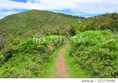 伊豆半島の伊豆山稜線歩道　小達磨山の笹の登山道より望む金冠山 137270446